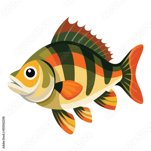 illustration of a perch fish on white