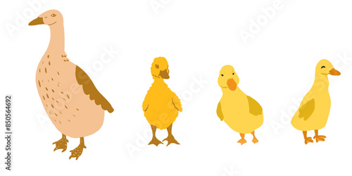 Set of duck and ducklings isolated. Farm animals