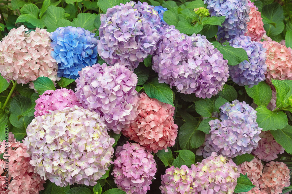Beautiful flowers of Hydrangea ( Hydrangea macrophylla ) in garden Beautiful flowers of Hydrangea ( Hydrangea macrophylla ) in garden