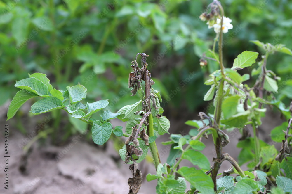 Potato blight or late blight is serious potato and tomato disease causes by a fungus-like microorganism Phytophthora infestans an oomycete or water mold. Potato blight or late blight is serious potato and tomato disease causes by a fungus-like microorganism Phytophthora infestans an oomycete or water mold.