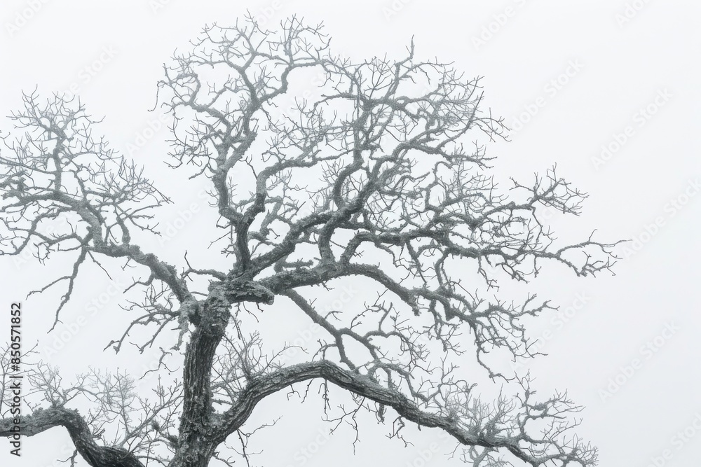 A bare tree with intricate branches set against a foggy white sky A bare tree with intricate branches set against a foggy white sky