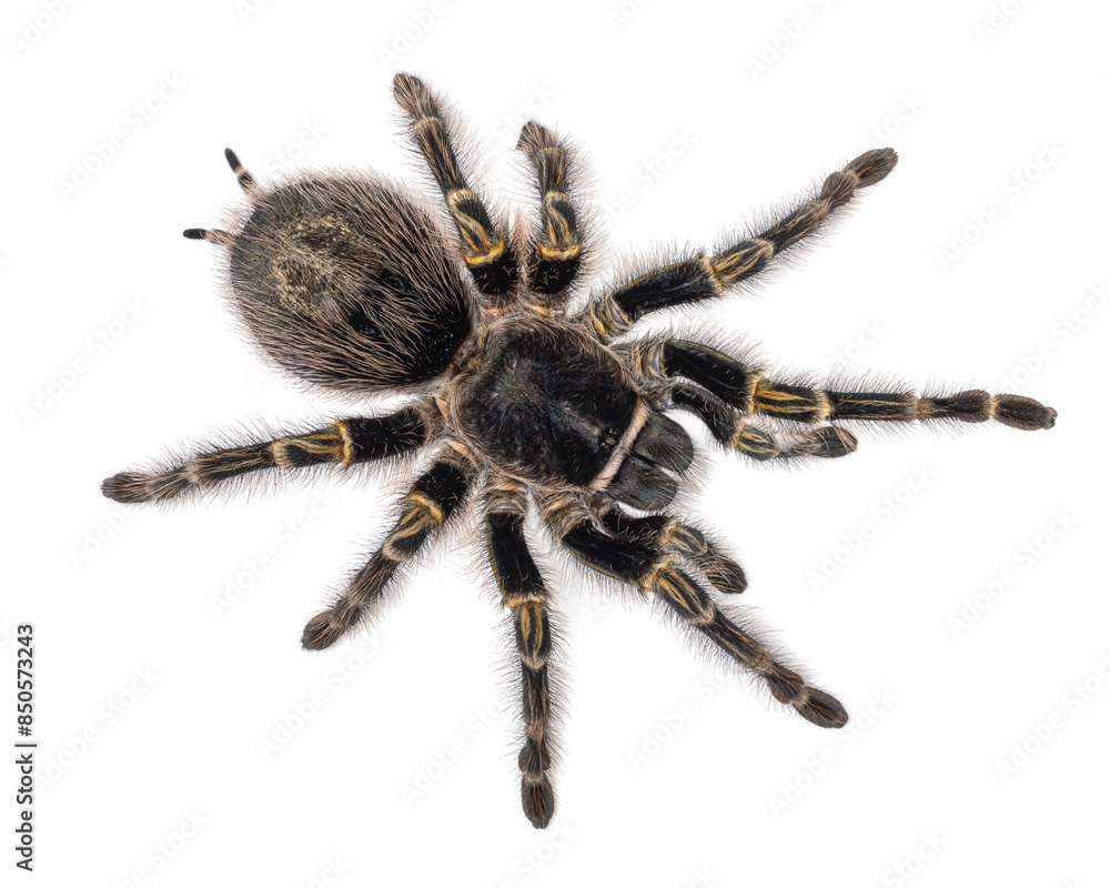 Female Grammostola Pulchripes aka Chaco Golden Knee tarantula. Top view, isolated on a white background. Female Grammostola Pulchripes aka Chaco Golden Knee tarantula. Top view, isolated on a white background.
