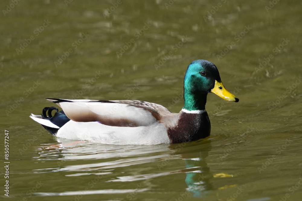 mallard in a pond mallard in a pond