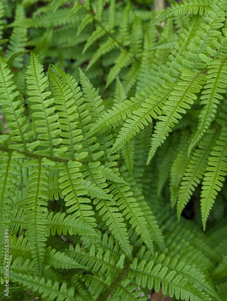 Green Fern Leaves Close-Up in a Forest in Austria Europe Green Fern Leaves Close-Up in a Forest in Austria Europe