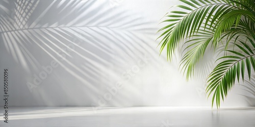 White Wall with Palm Shadows Blur: A minimalist white wall with soft, blurred shadows of palm leaves, perfect for a clean and elegant product presentation.   © No