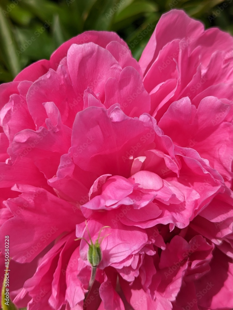 Peony Flowers in Spring in a Garden Soft Pink Petals Close-up Background Peony Flowers in Spring in a Garden Soft Pink Petals Close-up Background