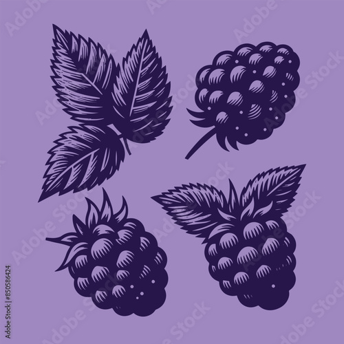 Blackberry. Berry set. Hand drawn engraving vector illustration sketch. Icon, print, emblem. Isolated objects, cut out