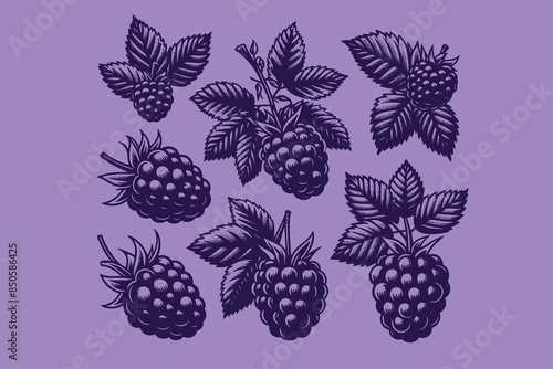 Blackberry. Berry set. Hand drawn engraving vector illustration sketch. Icon, print, emblem. Isolated objects, cut out