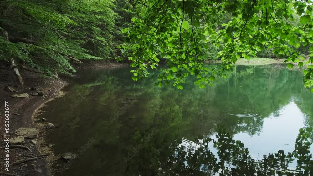 Forest lake view at summer. Trees reflects in calm green water. Peaceful landscape, 4k Forest lake view at summer. Trees reflects in calm green water. Peaceful landscape, 4k