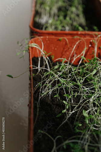 Micro green spinach sprouts leaves sprayed with water on a red tray. Plant based at home-grown produce, horticulture eco friendly concept. Copy space.