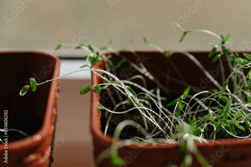 Closeup shot of micro green spinach sprouts leaves sprayed with water on a red tray. Plant based at home-grown produce, super food eco friendly concept. Copy space.