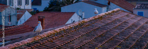 Seagulls on a rooftop of a building at sunset photo