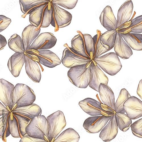 Seamless pattern with saffron flowers. Watercolor crocus flowers. A spring flower painted in watercolor on a white background. Food, spices, seasonings for dishes. Template for invitations, postcards