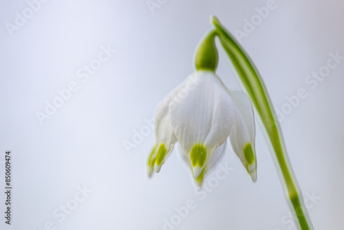 Snowdrop in the spring