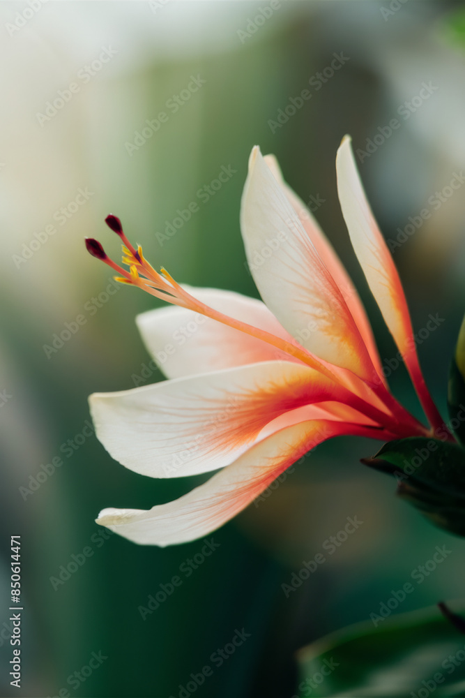 Fototapeta premium Vibrant Hawaiian Flower in Bloom, Tropical Beauty and Exotic Flora