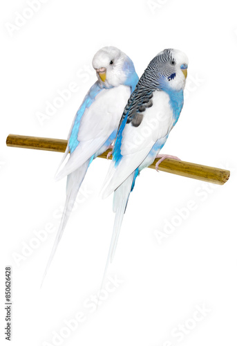 a pair of cute budgies are sitting on a branch. blue-yellow parrots. png