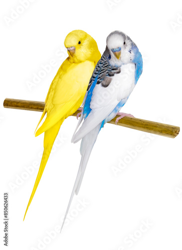 a pair of cute budgies are sitting on a branch. blue-yellow parrots. png