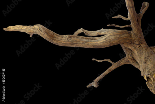 Brown driftwood for aquarium aquascaping design isolated on black background with clipping path