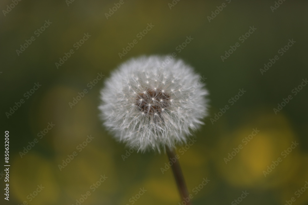 dandelion head dandelion head