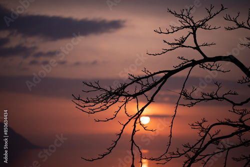 silhouette of tree