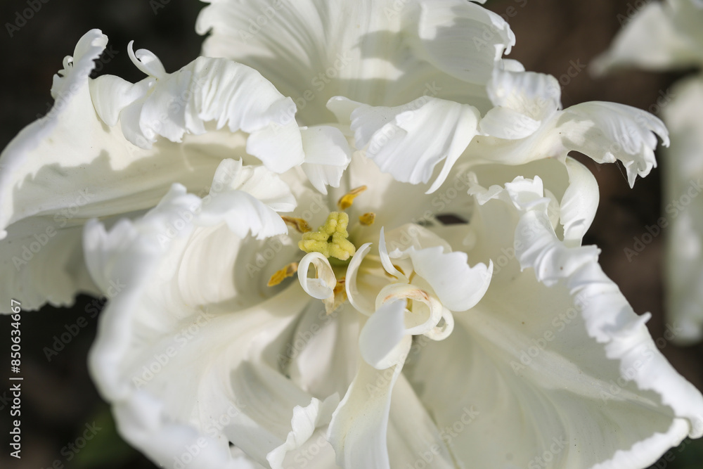 Close up of a white flower Close up of a white flower