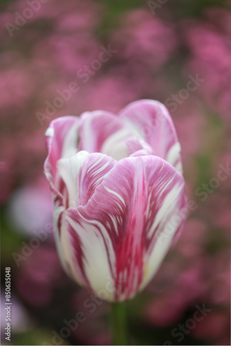 splendid pink tulip among other tulips. photo