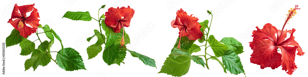 Set of tropical red hibiscus flowers isolated on transparent png background Set of tropical red hibiscus flowers isolated on transparent png background