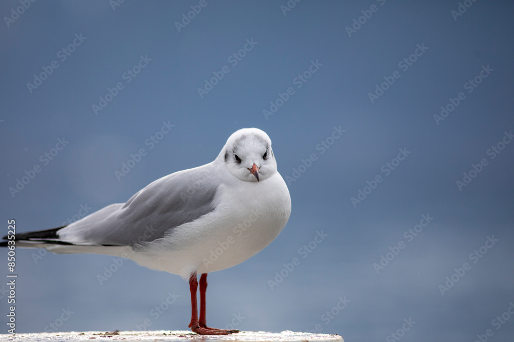 Seagulls: symbols of freedom at sea Seagulls: symbols of freedom at sea