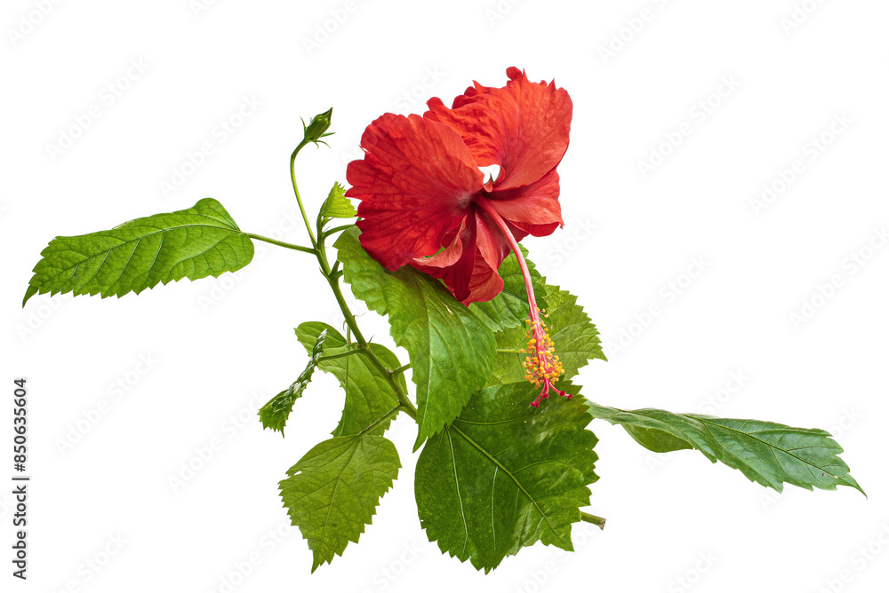 Set of tropical red hibiscus flowers isolated on transparent png background Set of tropical red hibiscus flowers isolated on transparent png background