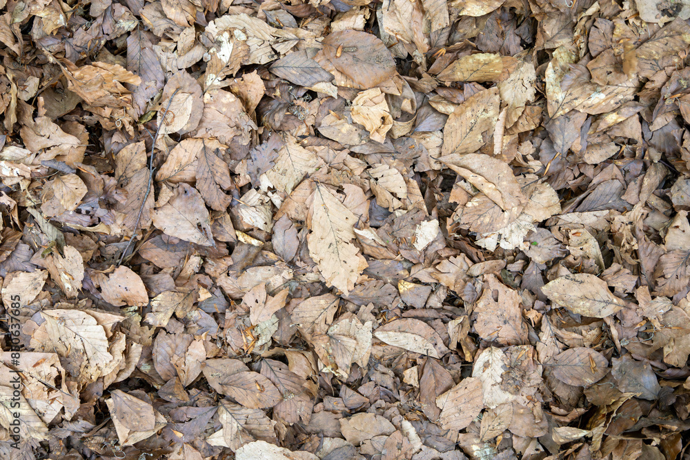 Layer of Dried Leaves Covering the Forest Floor in Autumn Layer of Dried Leaves Covering the Forest Floor in Autumn