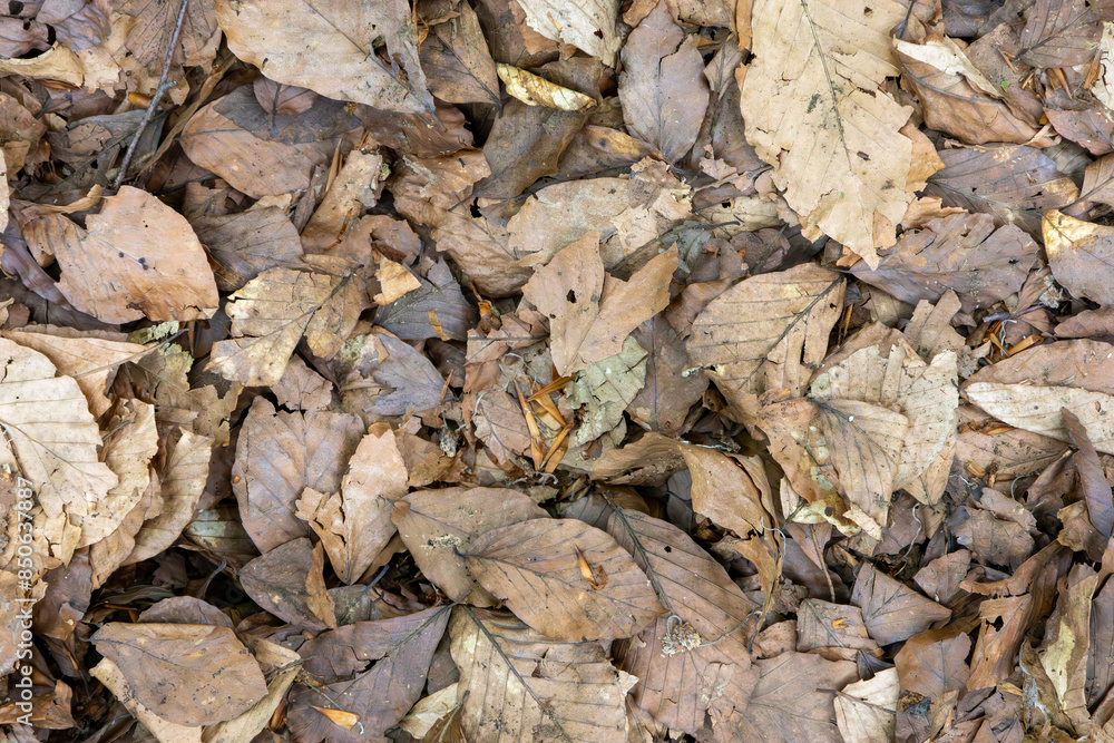 Close-Up of Dried Leaves Covering the Forest Floor in Autumn Close-Up of Dried Leaves Covering the Forest Floor in Autumn