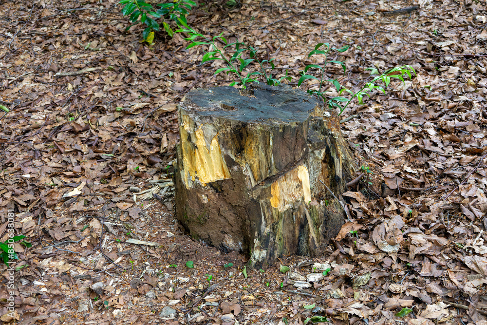 Obraz premium Tree Stump in a Forest Clearing Surrounded by Dried Leaves