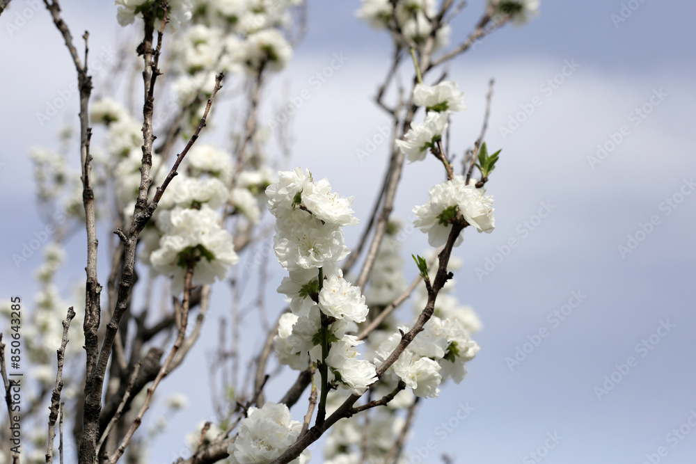 White sakura flowers, cherry blossom tree White sakura flowers, cherry blossom tree