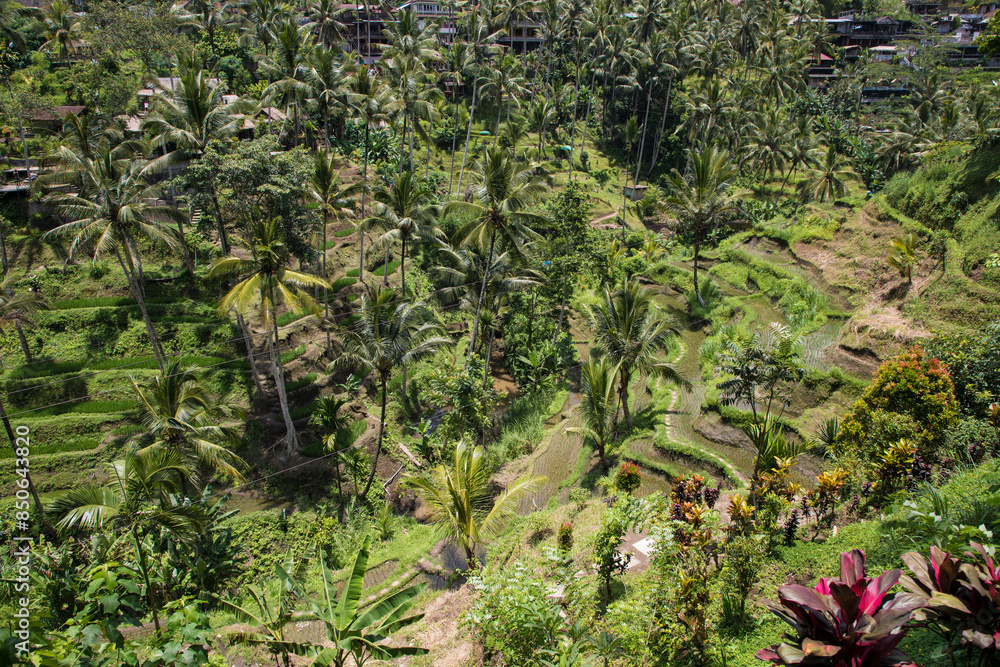 Beautiful view of rice terraces in Bali, Indonesia