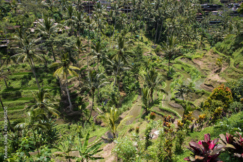 Obraz na płótnie Beautiful view of rice terraces in Bali, Indonesia
w salonie
