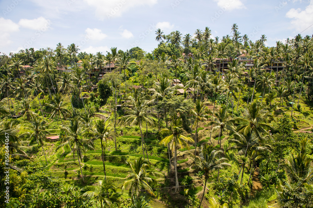 Beautiful view of rice terraces in Bali, Indonesia