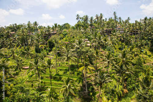 Obraz na płótnie Beautiful view of rice terraces in Bali, Indonesia
w salonie