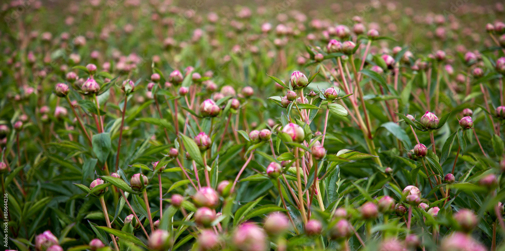 Buds of peonies. Pink flowers in the garden. A field of peonies. Many flower buds on the field Buds of peonies. Pink flowers in the garden. A field of peonies. Many flower buds on the field