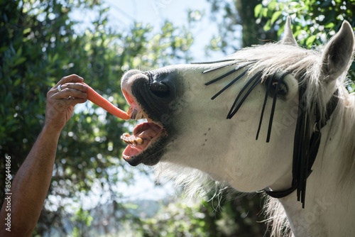 hand giving a carrot to a white horse
