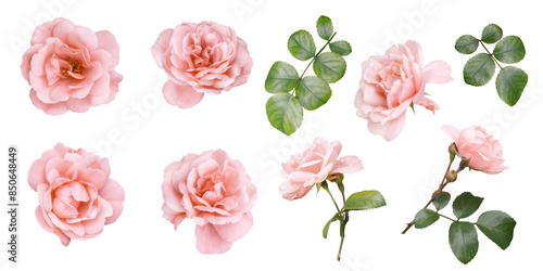 Fototapeta Naklejka Na Ścianę i Meble -  Pink roses clipart. Floral elements isolated on a transparent background. Png file. Can be used for invitations, greeting, wedding card, web design, banner and more.