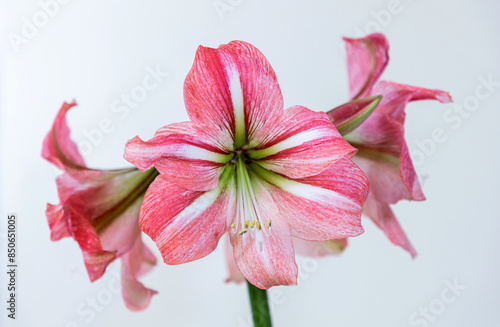 Amaryllis variety River Dance. Amaryllis flowers. Hippeastrum. Flower of Holland. Hippeastrum grade River Dance. Amaryllidaceae. Dutch flowers.
