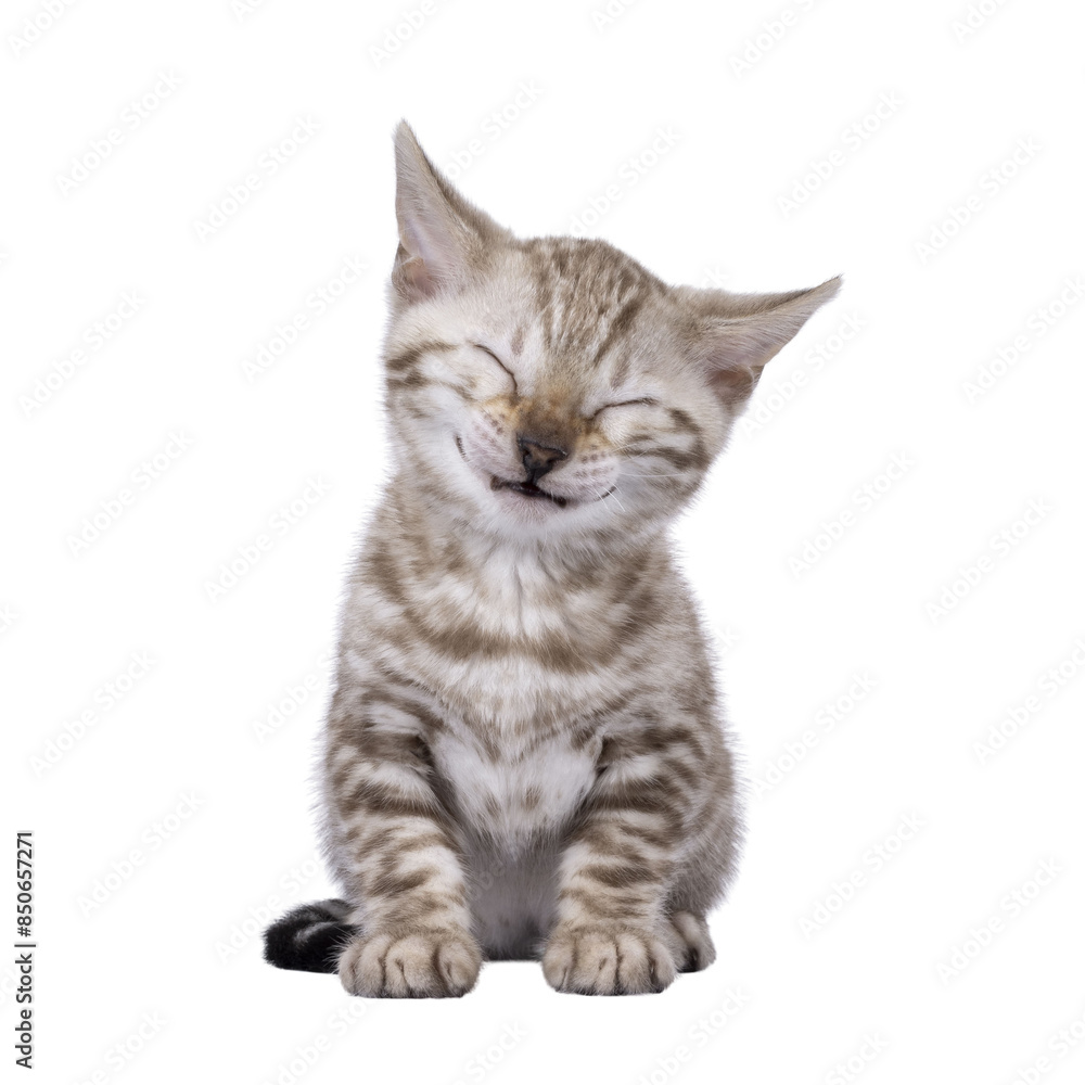 Fototapeta premium Funny Bengal kitten, sitting up facing front. Laughing with eyes closed. Isolated cutout on a transparent background.