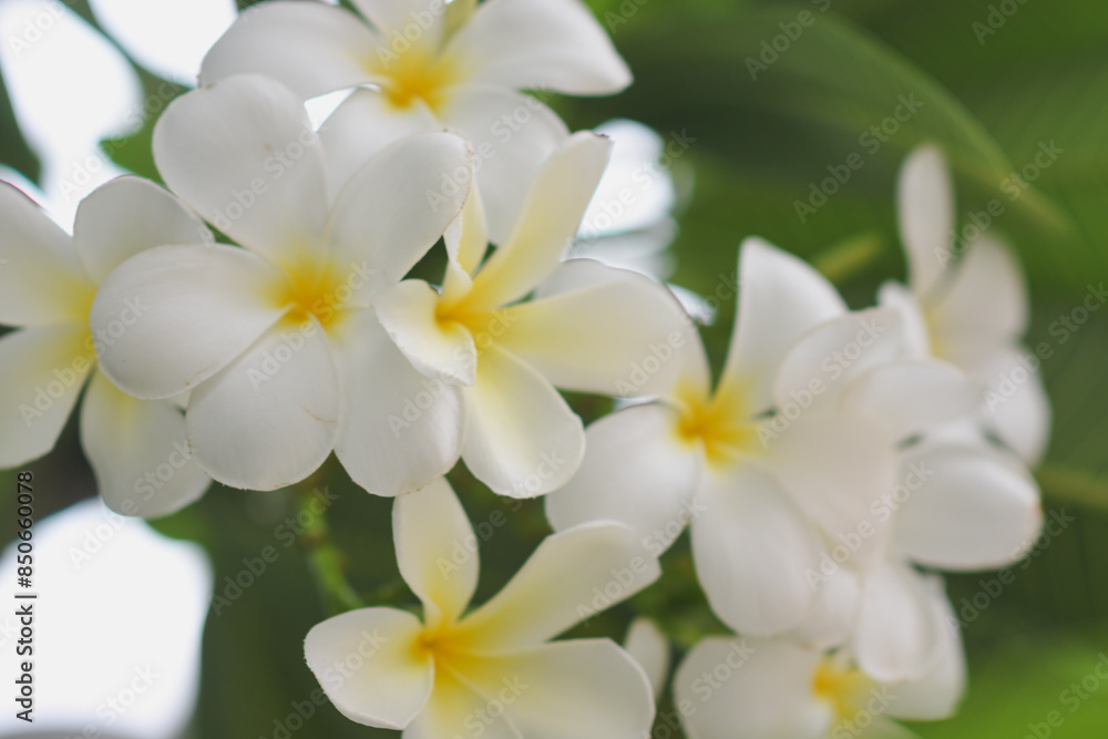 Frangipani flowers blooming in the garden Frangipani flowers blooming in the garden