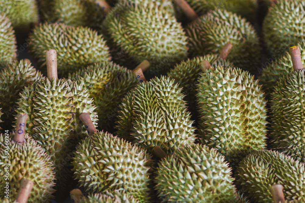 Durian fruit for sale to buyers in the Thai fruit market Durian is known as the fruit king of Thailand.