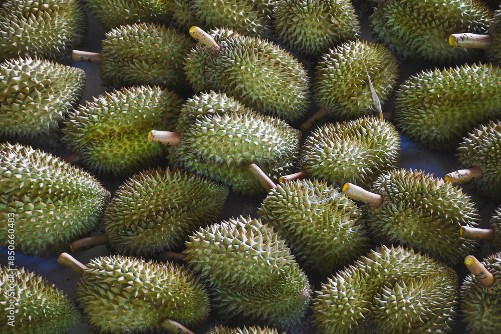 Durian fruit for sale to buyers in the Thai fruit market Durian is known as the fruit king of Thailand. Durian fruit for sale to buyers in the Thai fruit market Durian is known as the fruit king of Thailand.