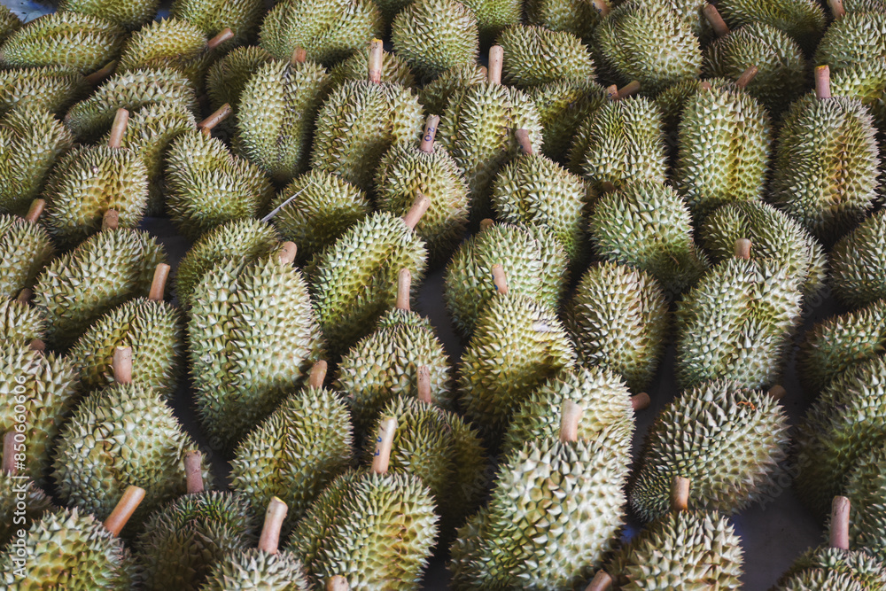 Durian fruit for sale to buyers in the Thai fruit market Durian is known as the fruit king of Thailand. Durian fruit for sale to buyers in the Thai fruit market Durian is known as the fruit king of Thailand.