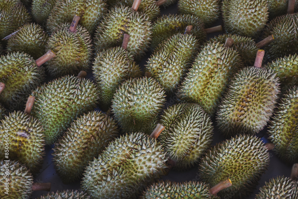 Durian fruit for sale to buyers in the Thai fruit market Durian is known as the fruit king of Thailand. Durian fruit for sale to buyers in the Thai fruit market Durian is known as the fruit king of Thailand.