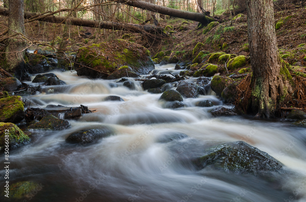 Obraz premium stream in the forest