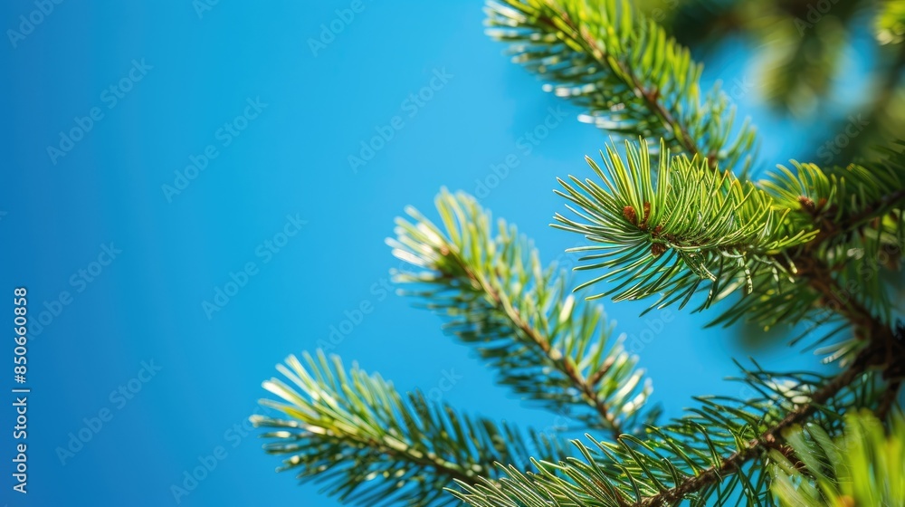 Close up image of pine tree branches with vibrant green needles against a bright blue sky on a sunny day wallpaper Close up image of pine tree branches with vibrant green needles against a bright blue sky on a sunny day wallpaper