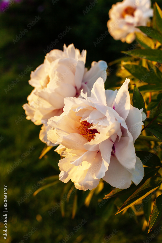 Beautiful lush pastel pink peonies on bush close up in warm sunset light